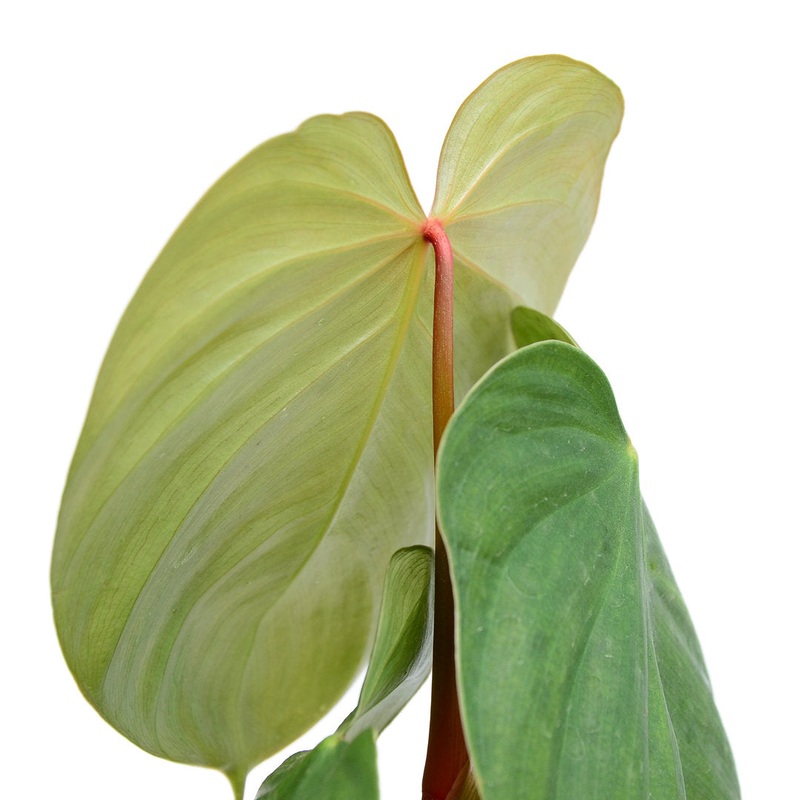 Philodendron nangaritense x Philodendron werneri
