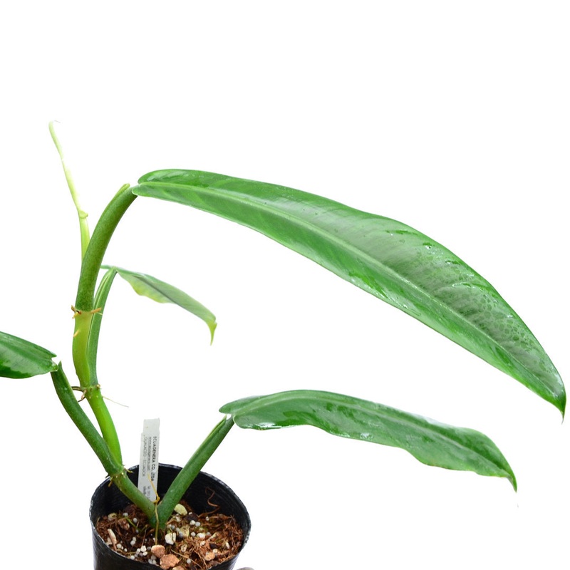 Philodendron parvilobum Paradise