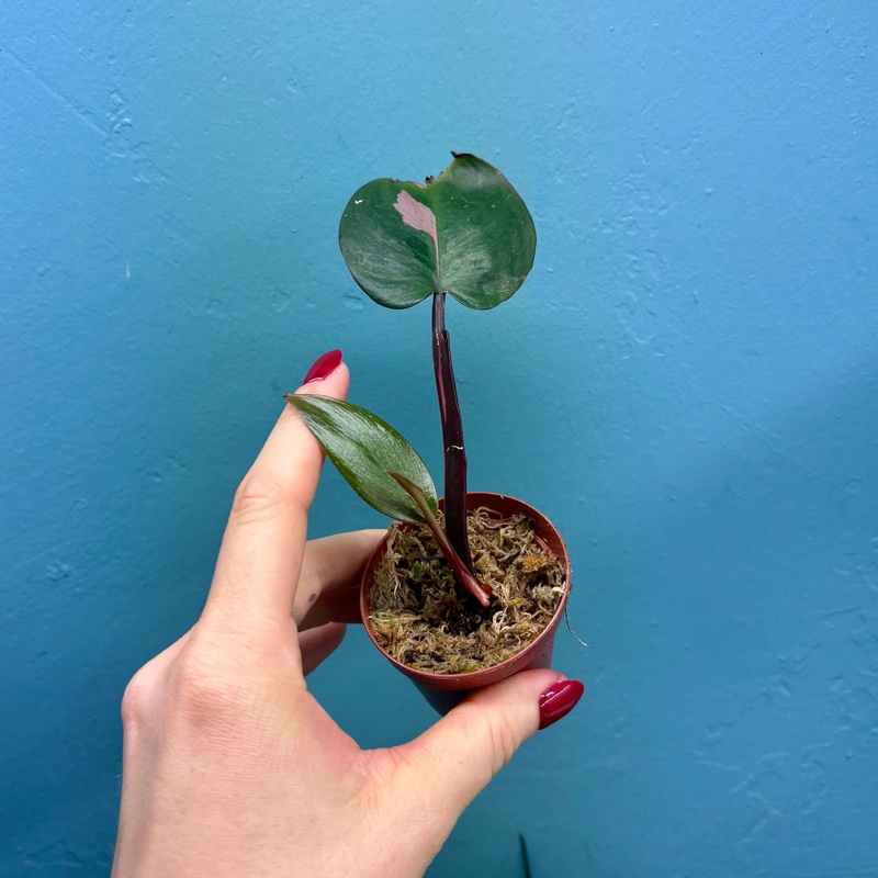 Philodendron ‘Pink Princess’