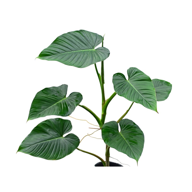 Philodendron rubrocinctum red