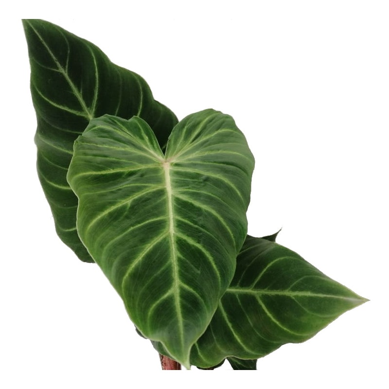 Philodendron verrucosum Amazonas