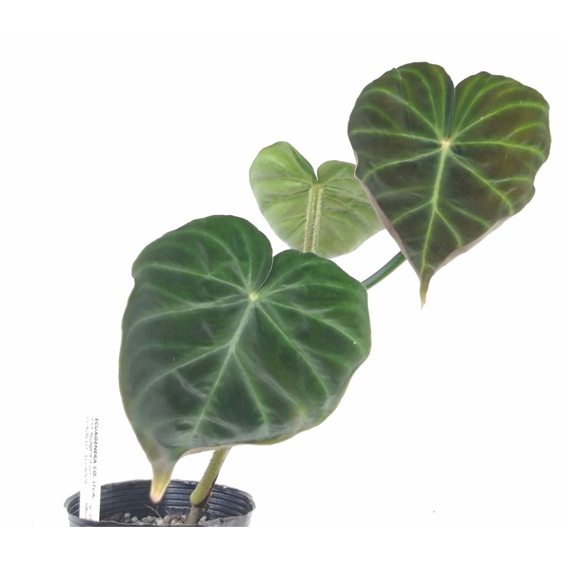 Philodendron verrucosum Panther