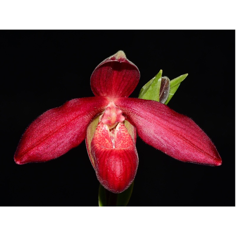 Phragmipedium Andean Fire