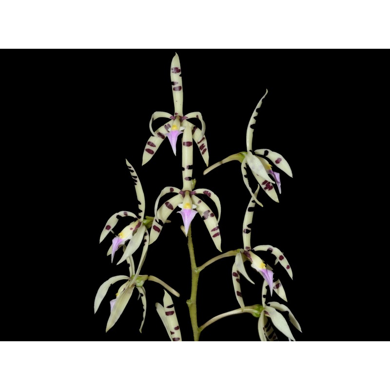 Prosthechea prismatocarpa