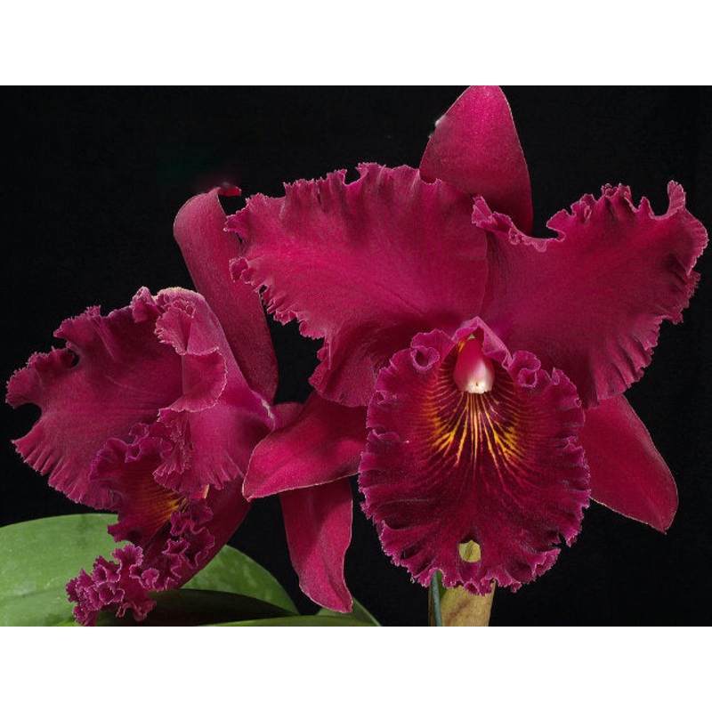 Rhyncholaeliocattleya Kat Red Giant