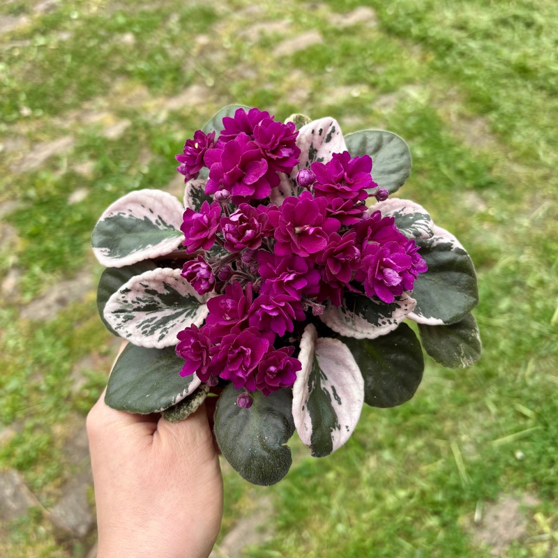 Saintpaulia Hovariegata ‘Variegated African Violet’