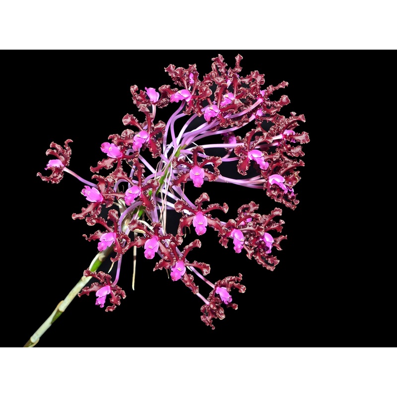 Schomburgkia rosea