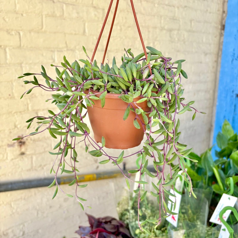 Senecio Herreianus Purple Flush Hanging Pot