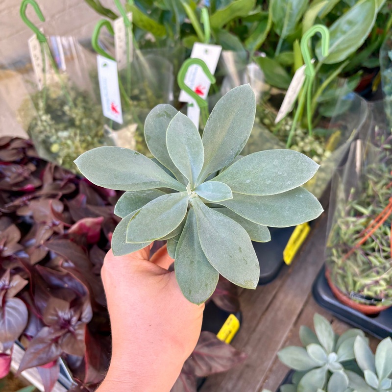 Senecio ‘Mountain Fire’