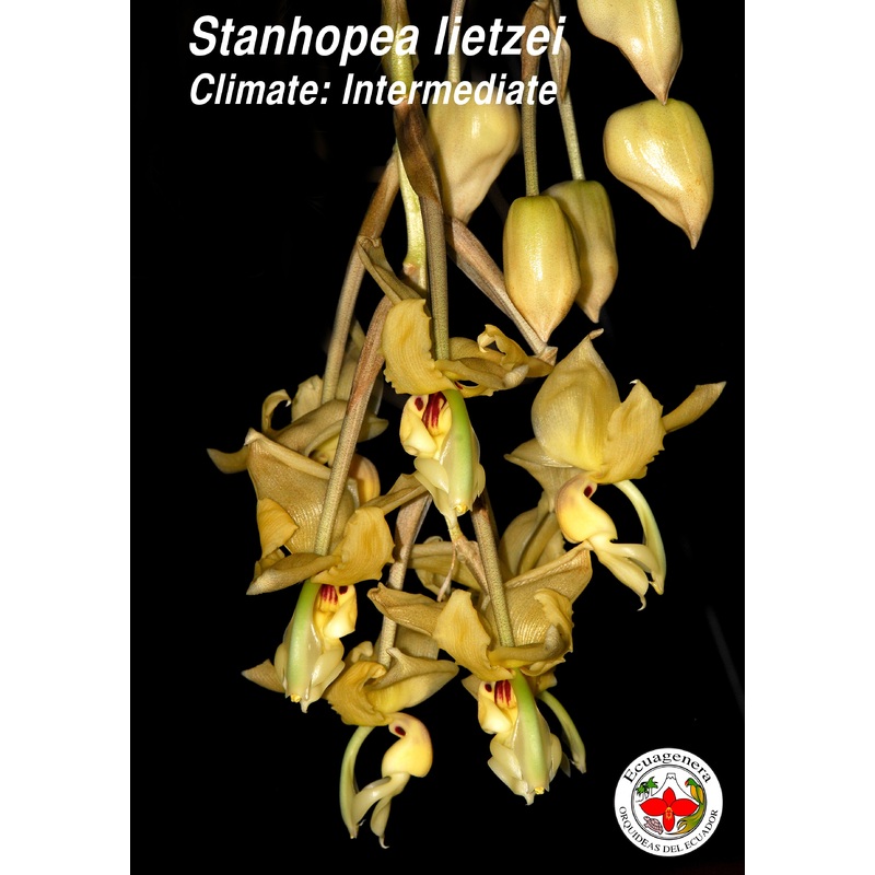 Stanhopea lietzei