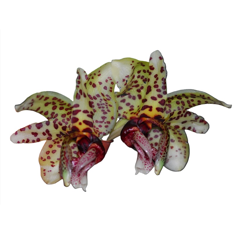 Stanhopea Shinjik
