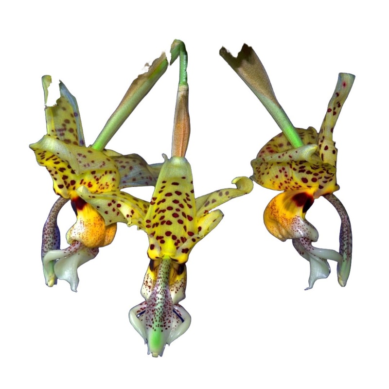 Stanhopea shuttleworthii
