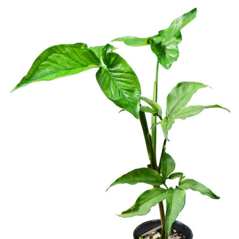 Syngonium xanthophilum