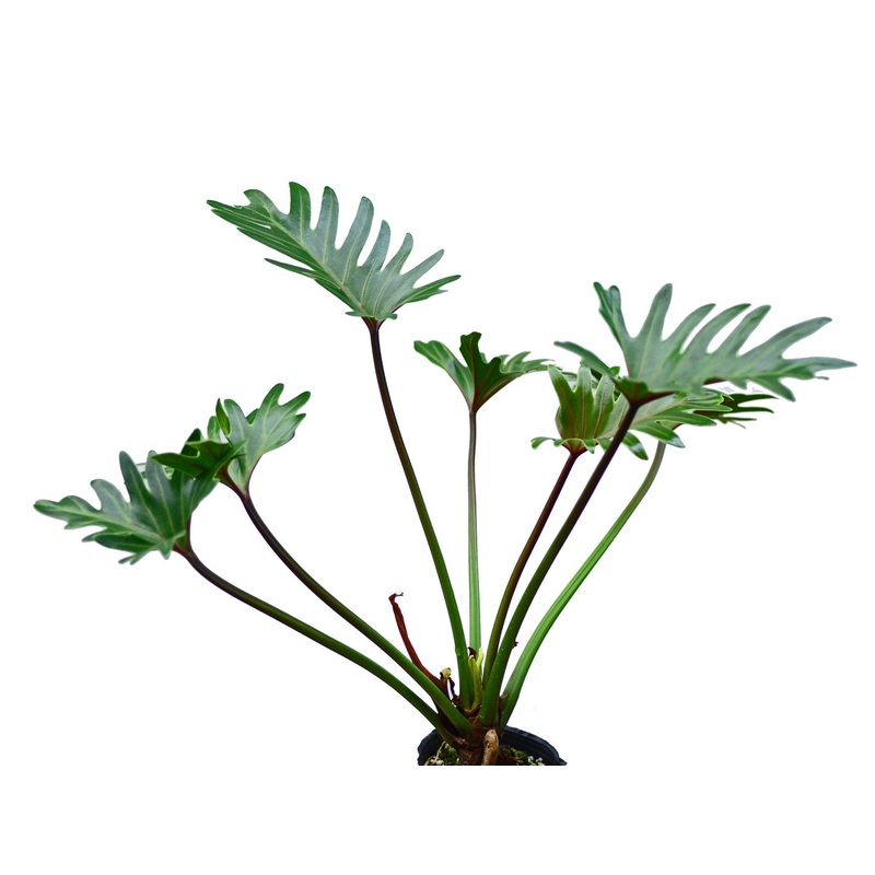 Thaumatophyllum xanadu