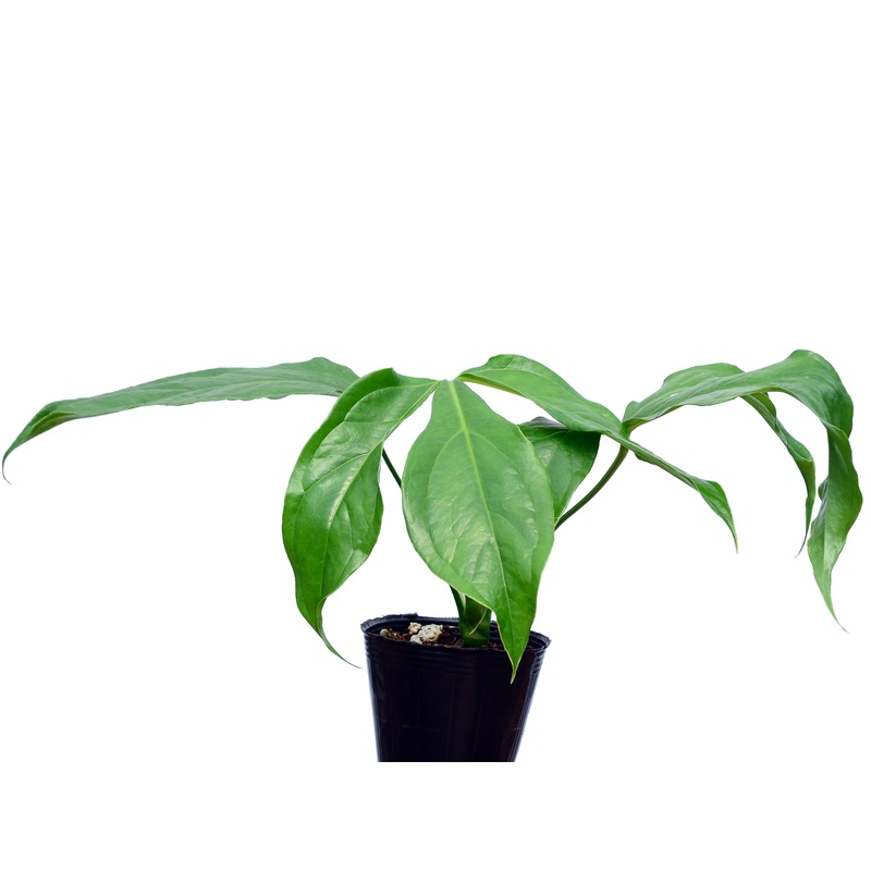 Anthurium clavigerum seedling