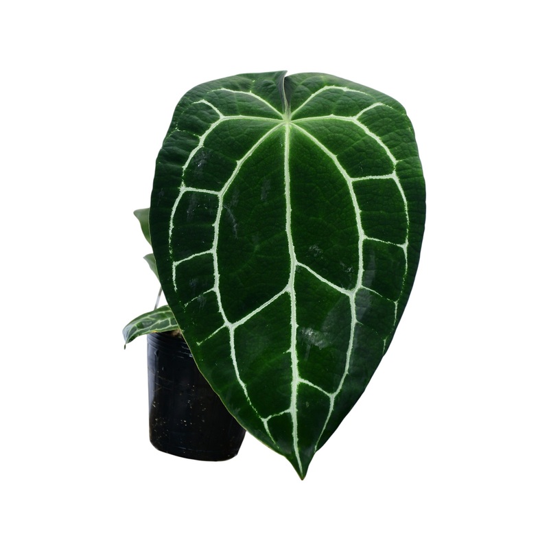 Anthurium crystallinum (L)