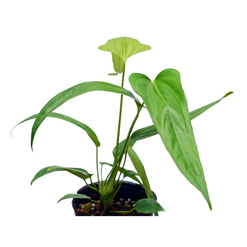 Anthurium falcatum Ecuagenera (seedling)