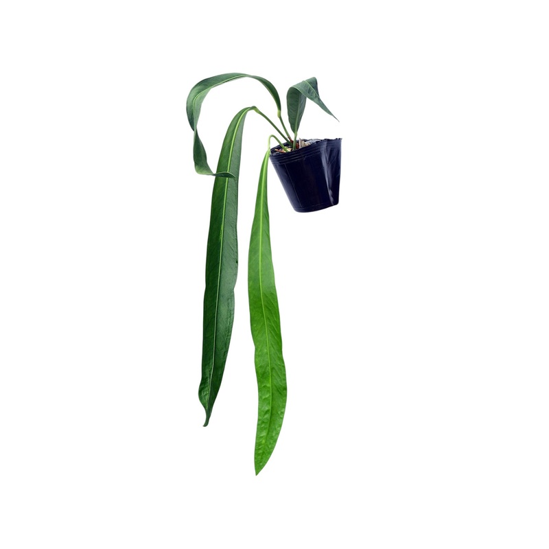 Anthurium gladiifolium