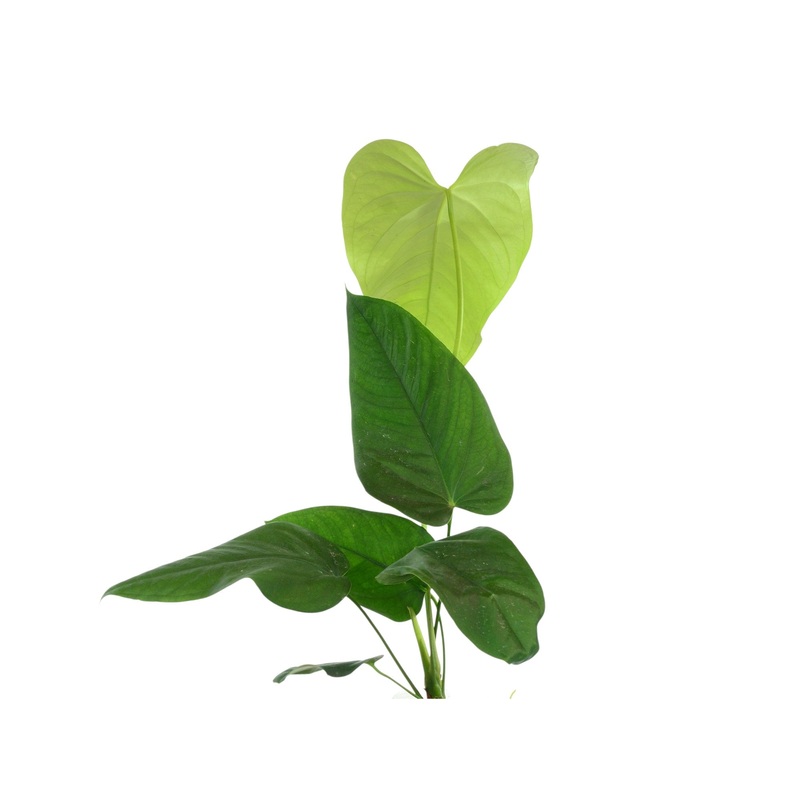 Anthurium gymnopus 3 (seedling)