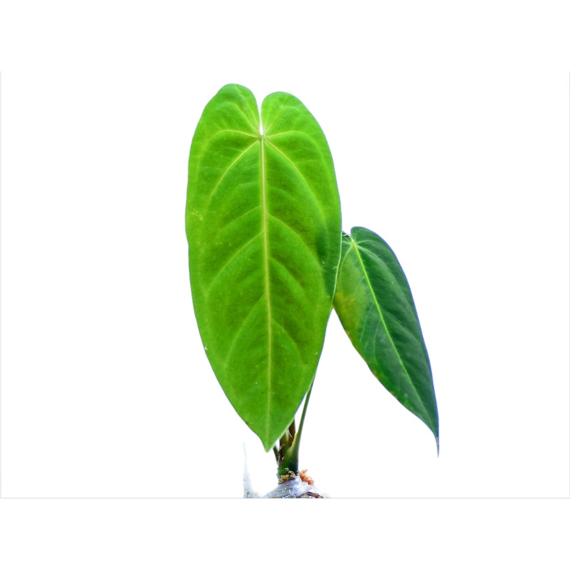 Anthurium metallicum (seedling)