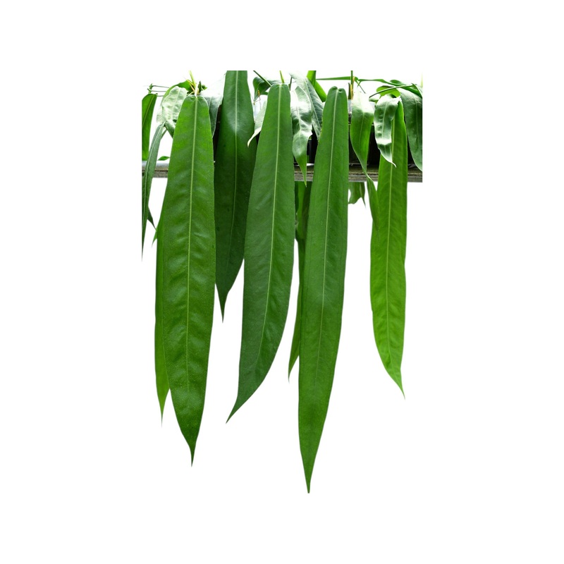 Anthurium pallidiflorum