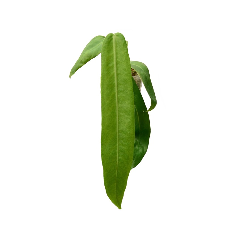 Anthurium pallidiflorum (seedling)