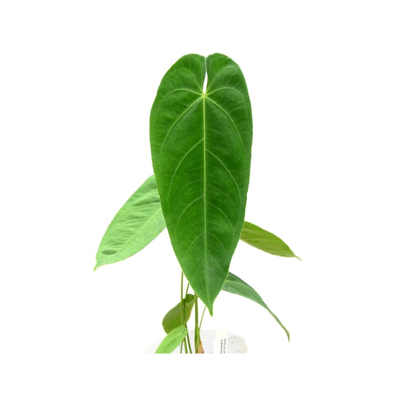 Anthurium queremalense (seedling)