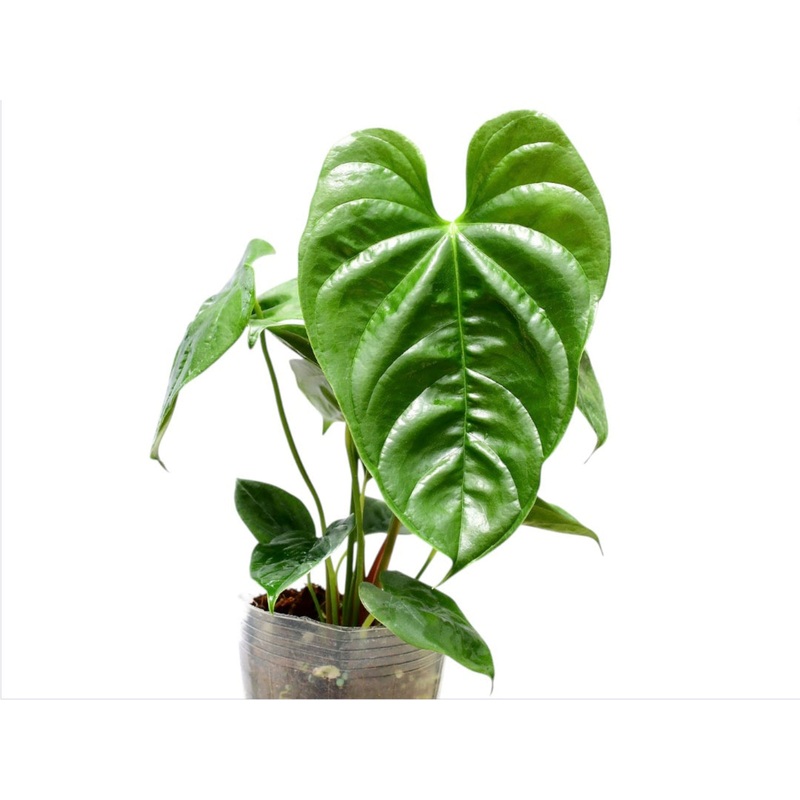 Anthurium recavum (seedling)
