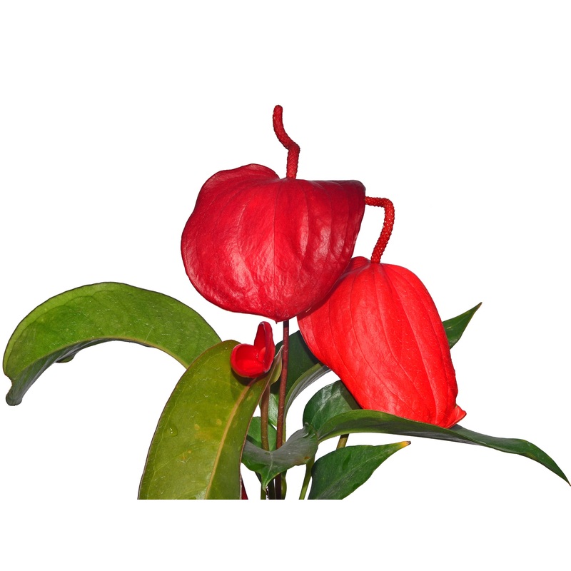 Anthurium scherzerianum
