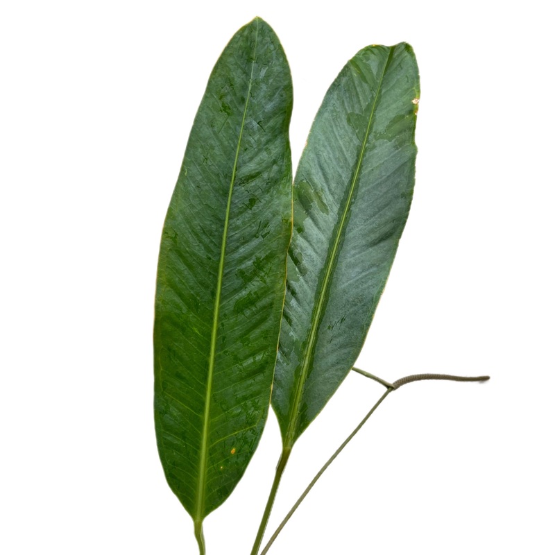Anthurium sp Costa