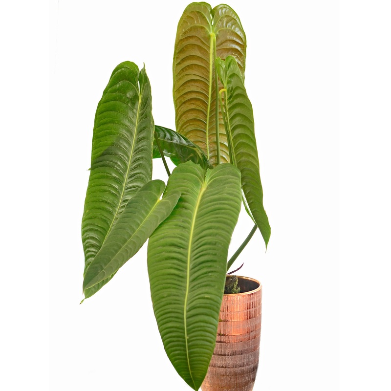Anthurium veitchii