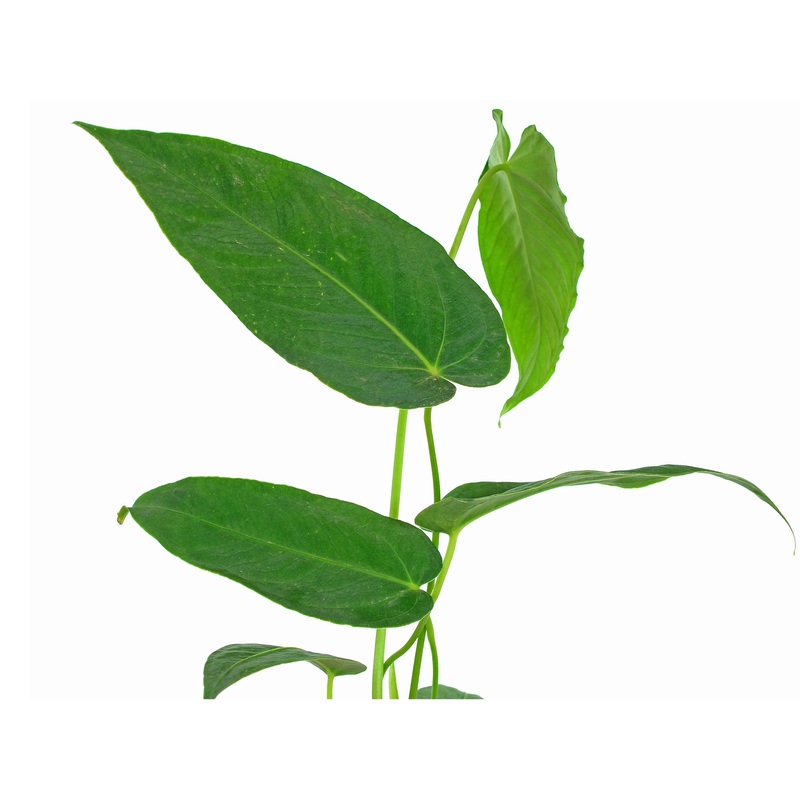 Anthurium waterburyanum (seedling)