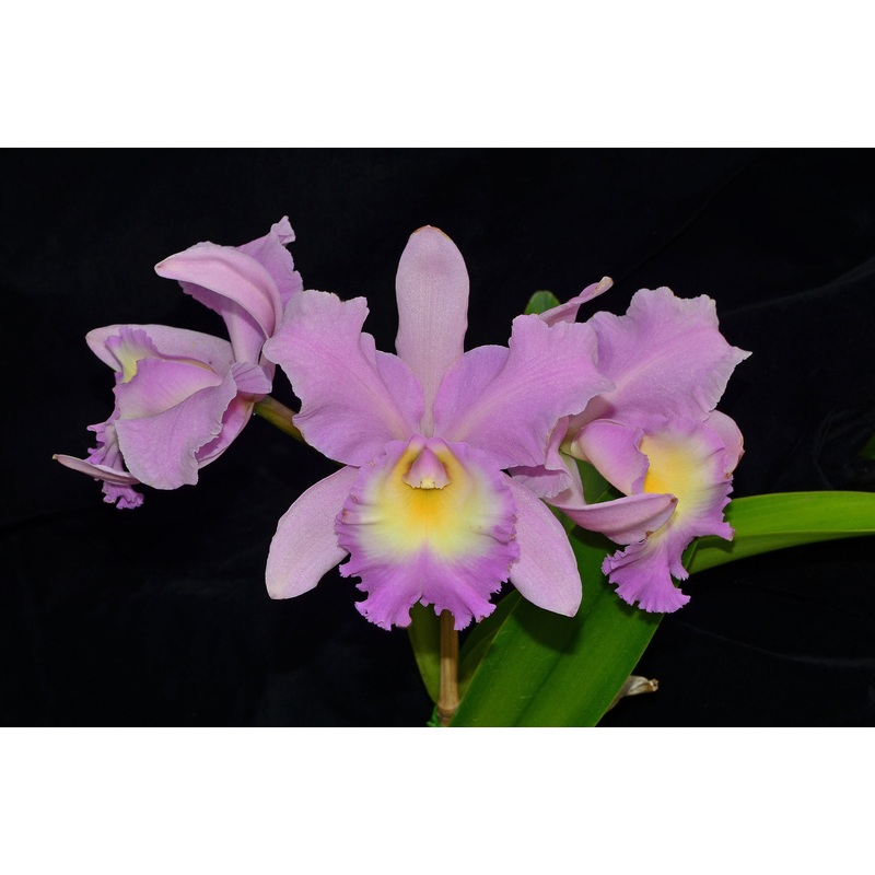 Brassolaeliocattleya Mishima Luminous x Rhyc. Blumen Insel