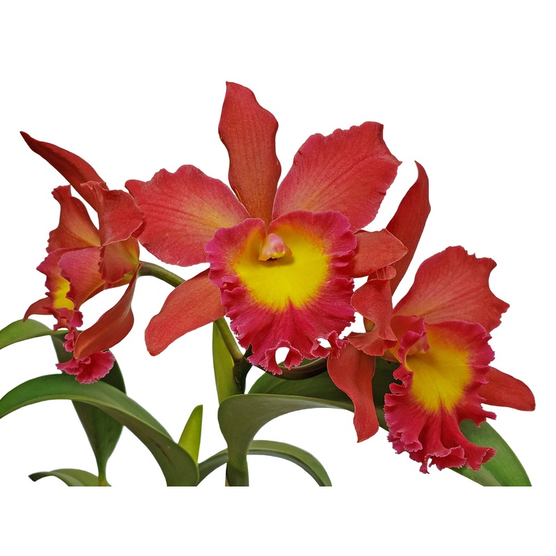 Brassolaeliocattleya Ports of Paradise x Bc. Nobile’s Bruno Bruno x C. Chocolate Drop 4N
