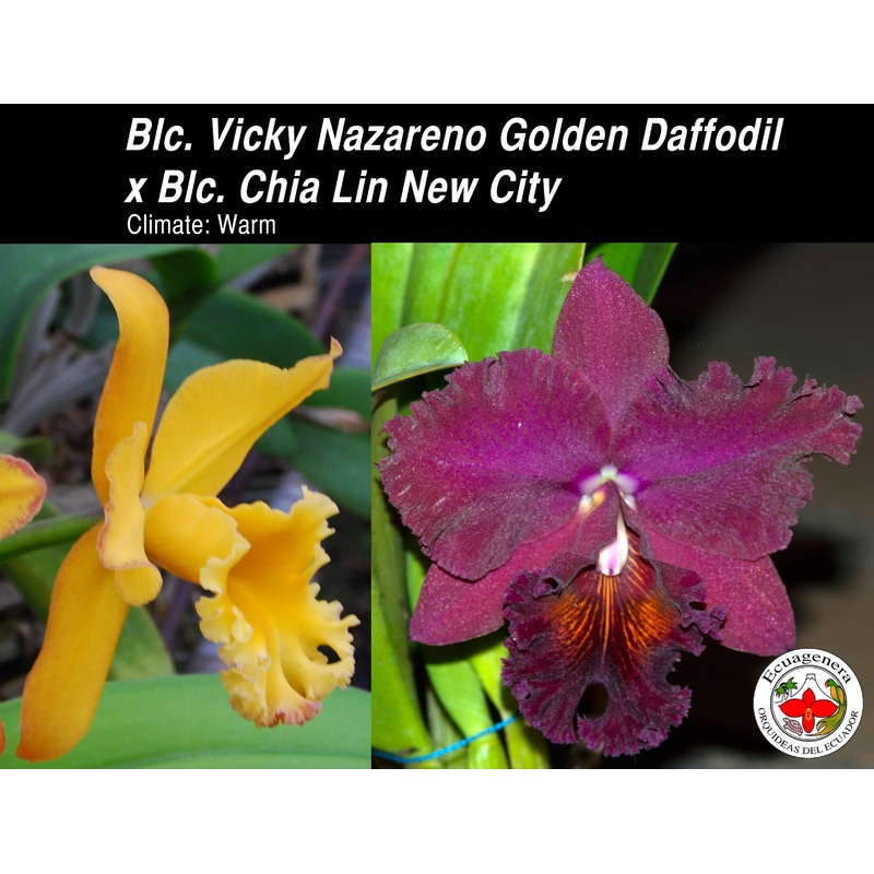 Brassolaeliocattleya Vicky Nazareno Golden Daffodil x Blc. Chia Lin New City