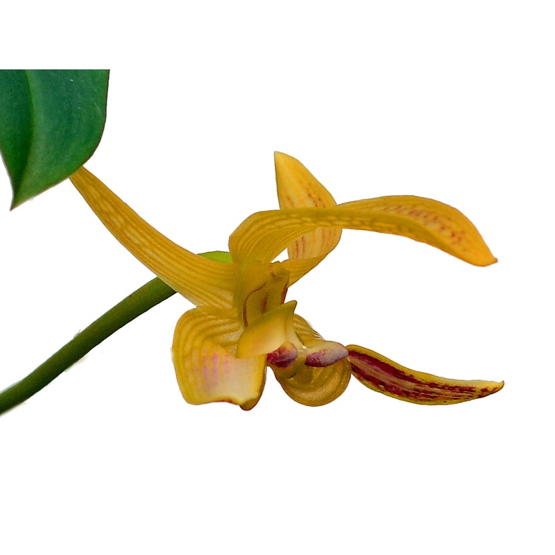 Bulbophyllum dearei