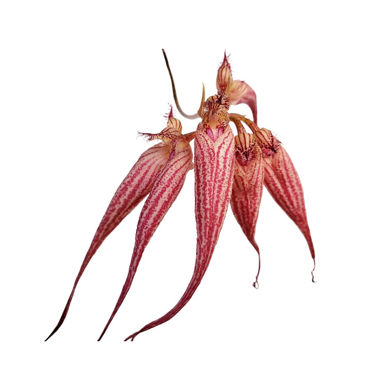 Bulbophyllum Elizabeth Ann ‘Buckleberry’