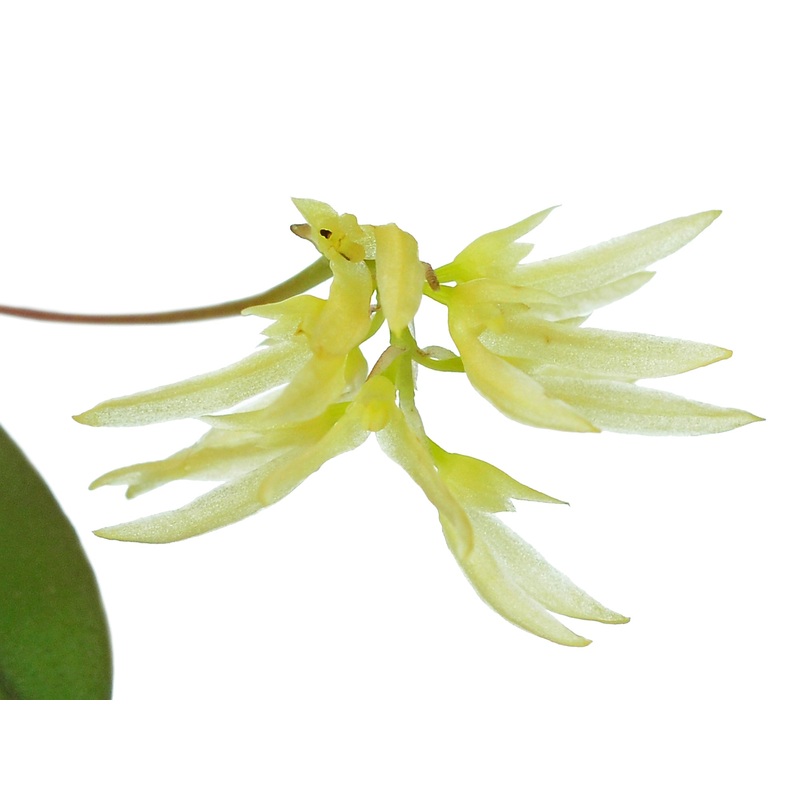 Bulbophyllum purpurascens