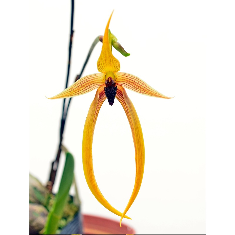Bulbophyllum Wilbur Chang