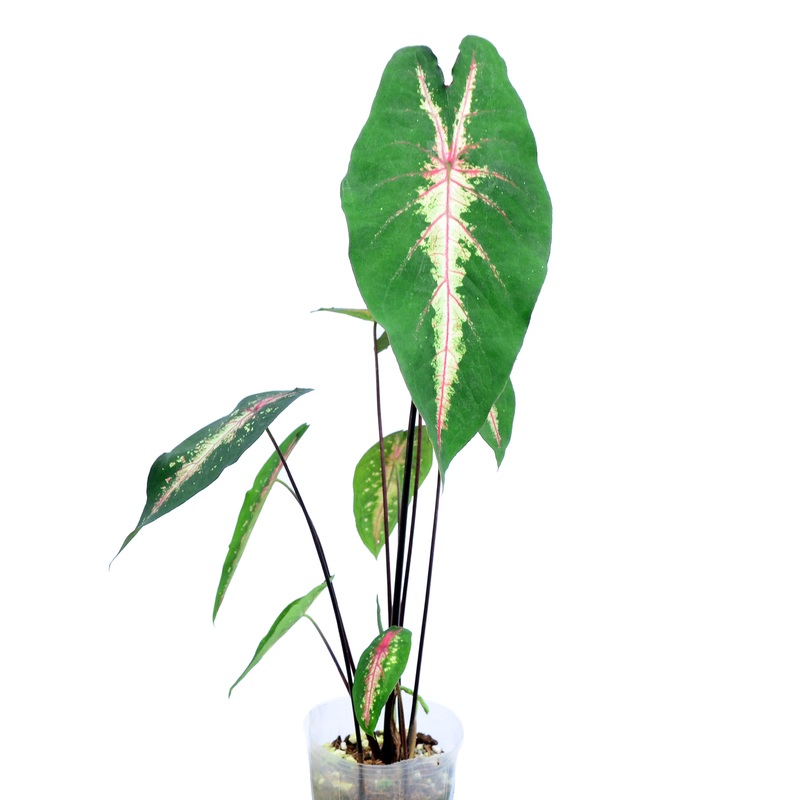 Caladium picturatum