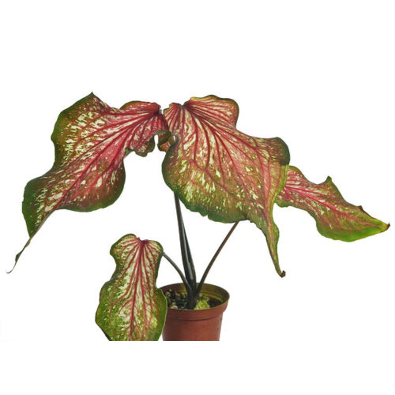 Caladium Thai Style