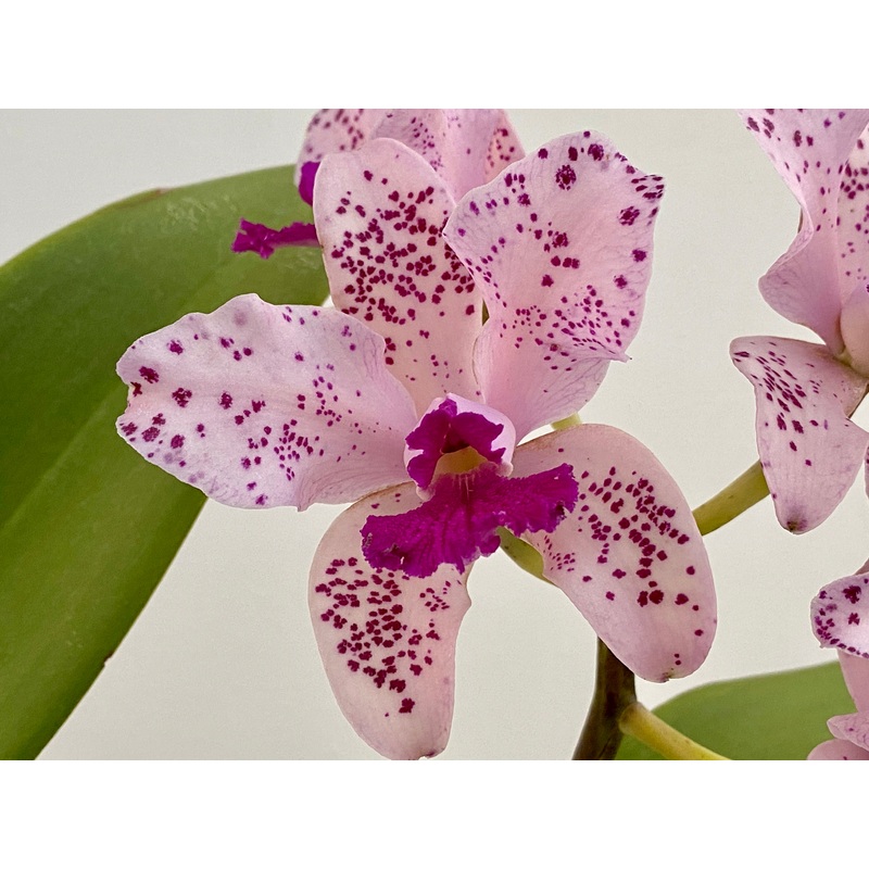 Cattleya amethystoglossa (Near blooming size)