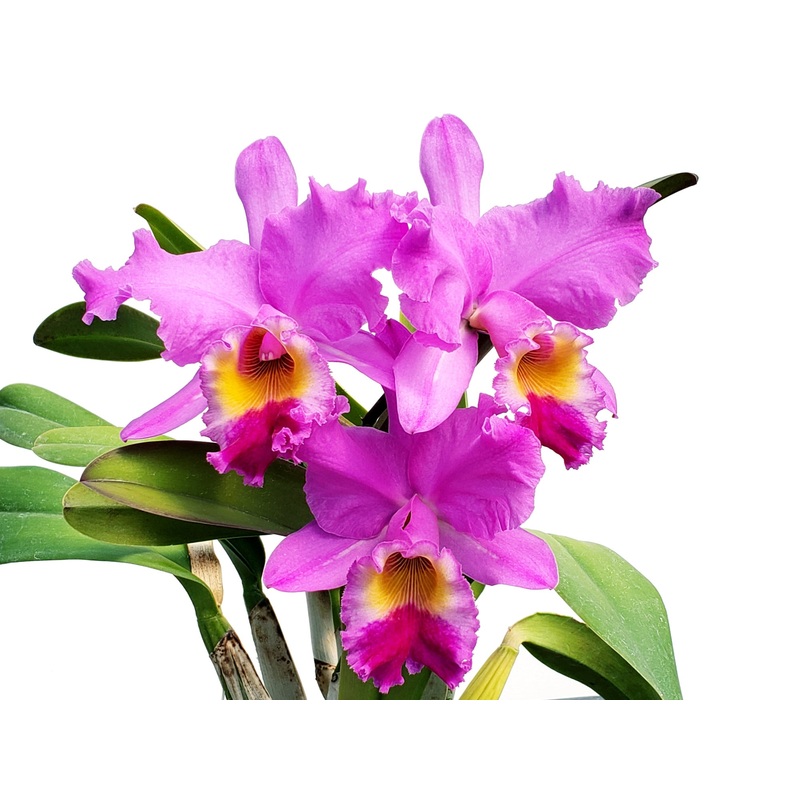 Cattleya gaskelliana x Blc. King of Taiwan ‘Gold’