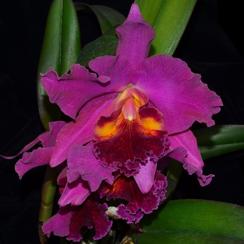 Cattleya Guayaquilena
