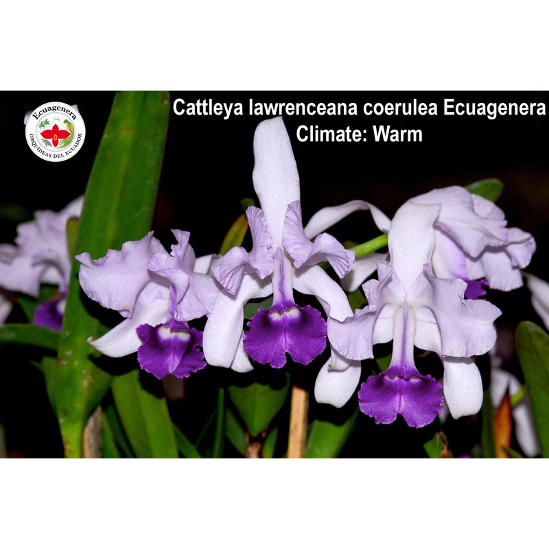 Cattleya lawrenceana f. coerulea ‘Ecuagenera’