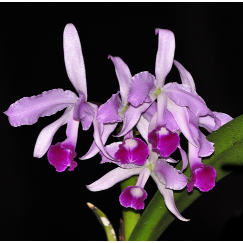 Cattleya lawrenceana x sib
