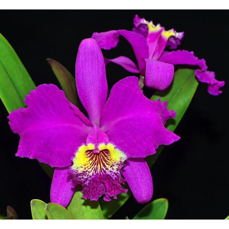 Cattleya lueddemanniana ‘Cesar Fernandez’ x ‘Infierno’