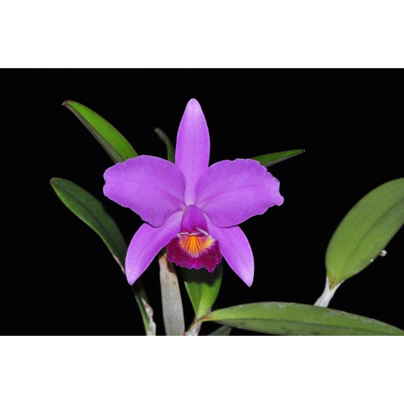 Cattleya Mainau-Zauber