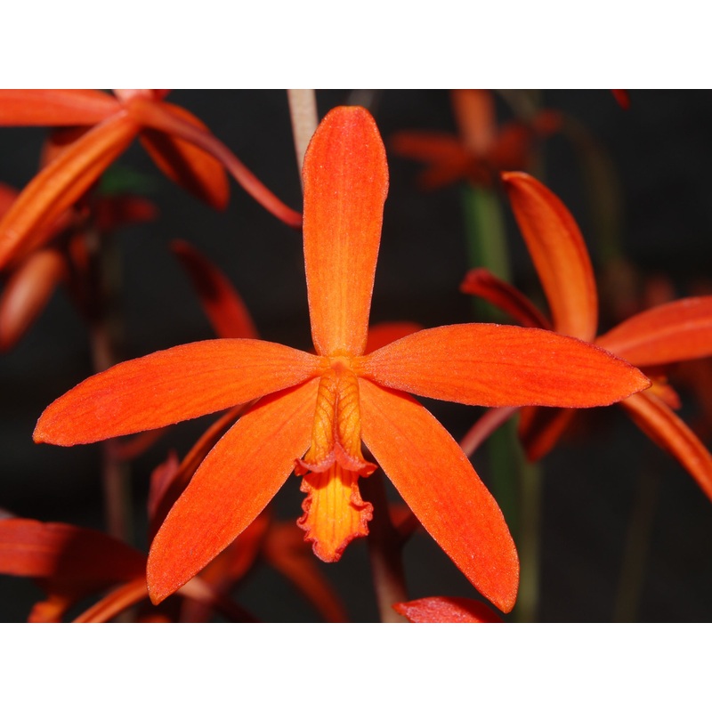 Cattleya milleri