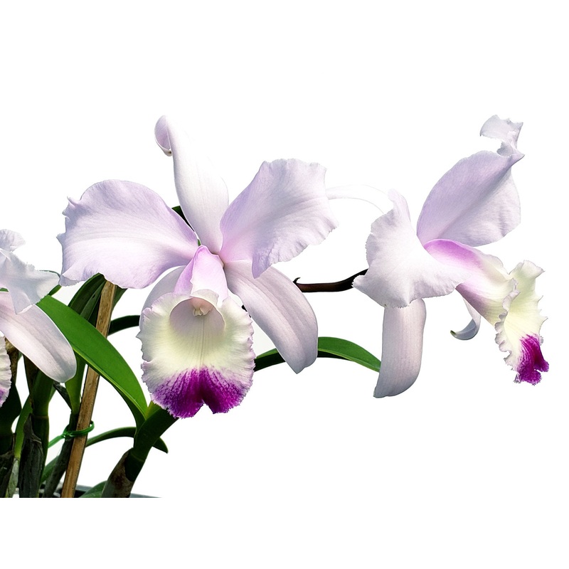 Cattleya Olivia (1)